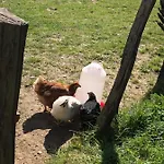 « en Toute Simplicite Chez Fabienne Et Bruno » * Waimes