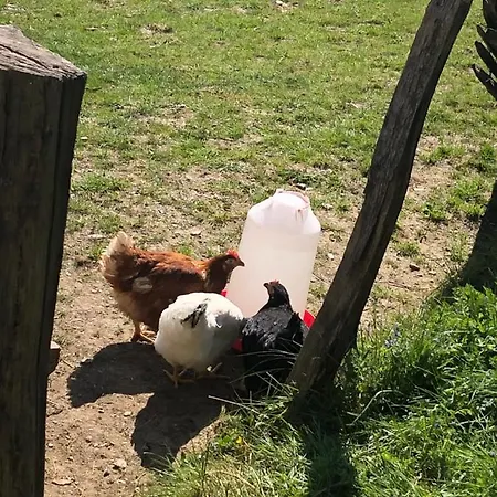 « en Toute Simplicite Chez Fabienne Et Bruno » * Waimes